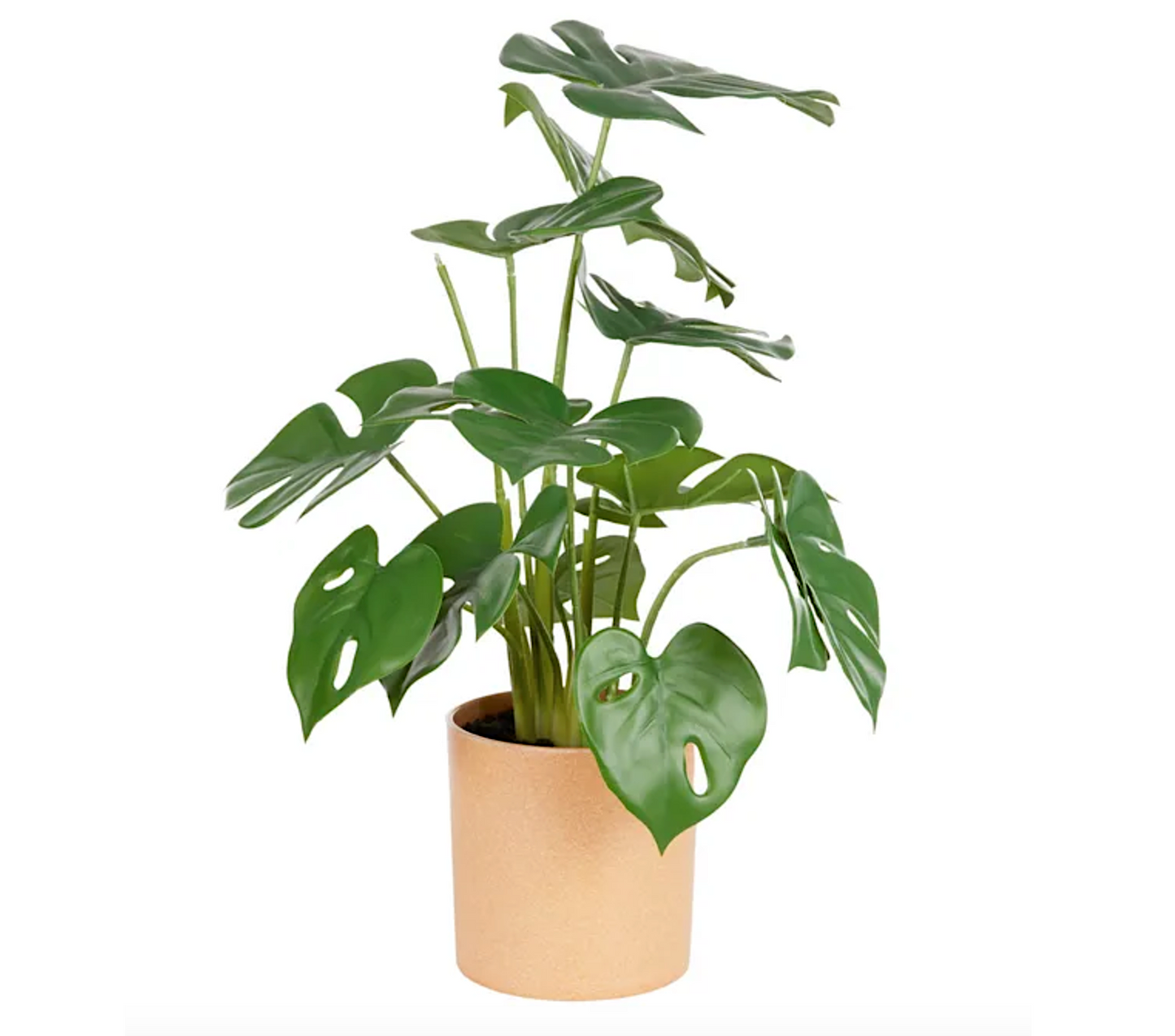 Monstera In Pot