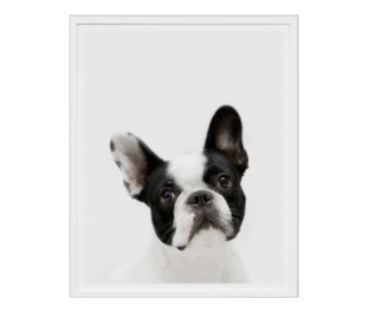 PRE ORDER - Framed French Bulldog