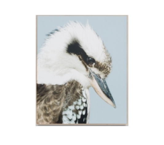 PRE ORDER - Kookaburra Canvas