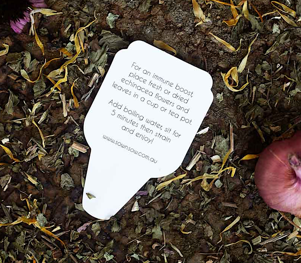 Echinacea Gift Of Seeds